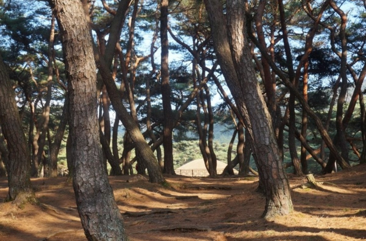 삼릉 숲길. / 경주시 공식 블로그