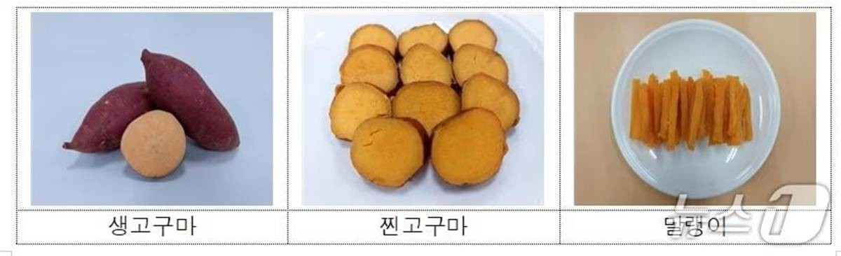 2025년산 신품종 고구마 ‘호풍미’ / 강원도농업기술원 제공, 뉴스1