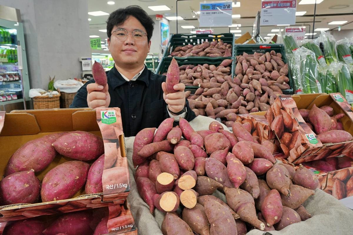 사진은 서울시 송파구에 위치한 롯데마트 제타플렉스 잠실점 채소 코너에서 '호풍미 고구마'를 홍보하는 모습 / 롯데마트 제공, 뉴스1