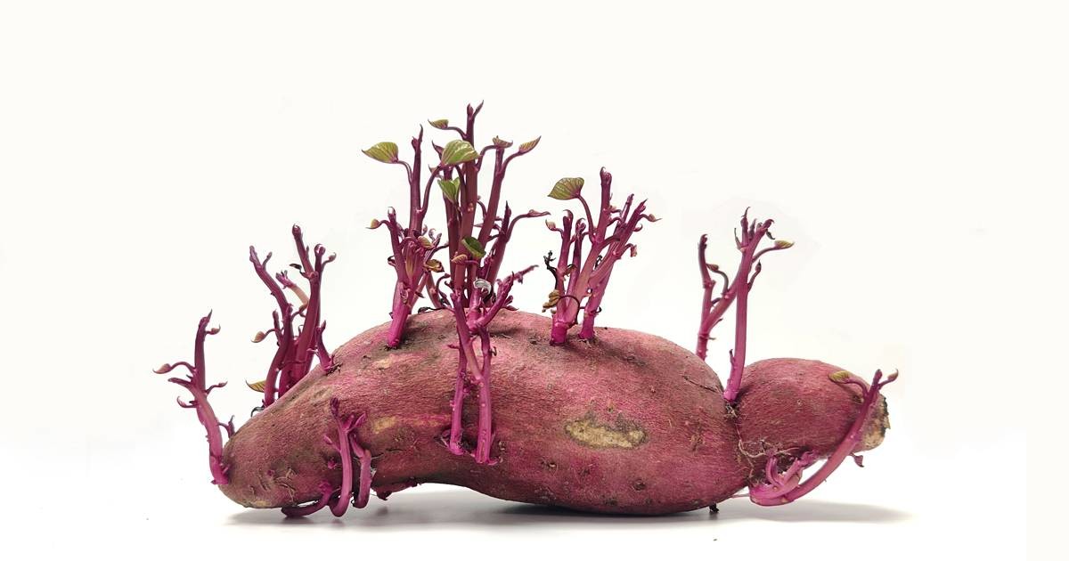 고구마 싹 / Chattaphan Sakulthong-Shutterstock.com