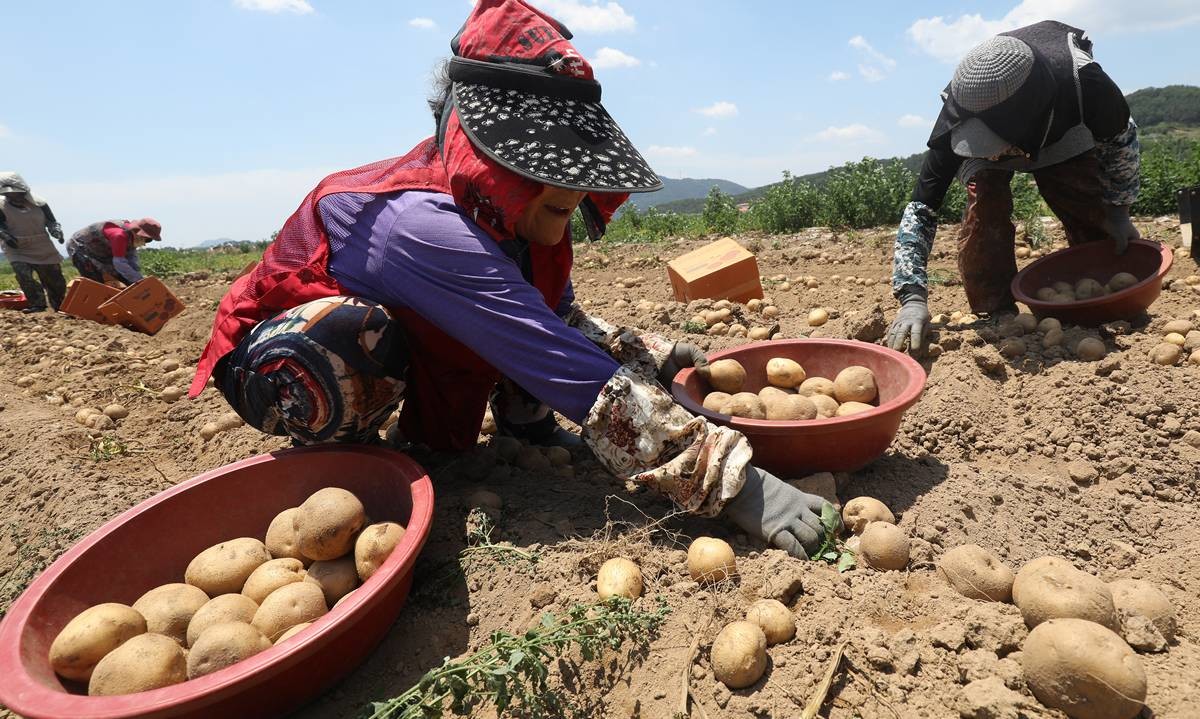 감자 수확 / Chattaphan Sakulthong-Shutterstock.com