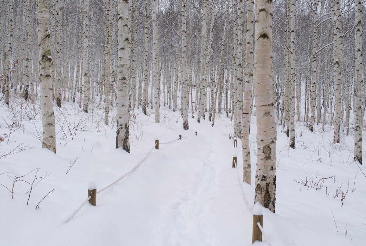 원대리 자작나무숲. / Stock for you-shutterstock.com