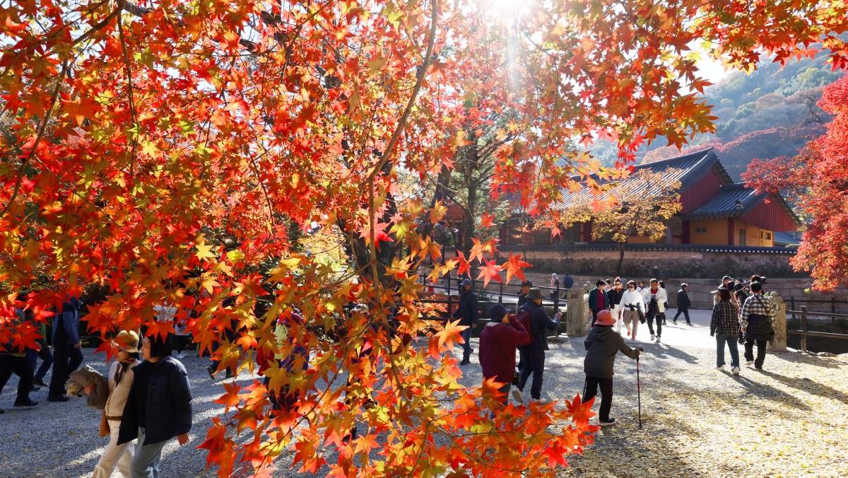 무르익은 단풍 (기사와 관련없음) / 연합뉴스