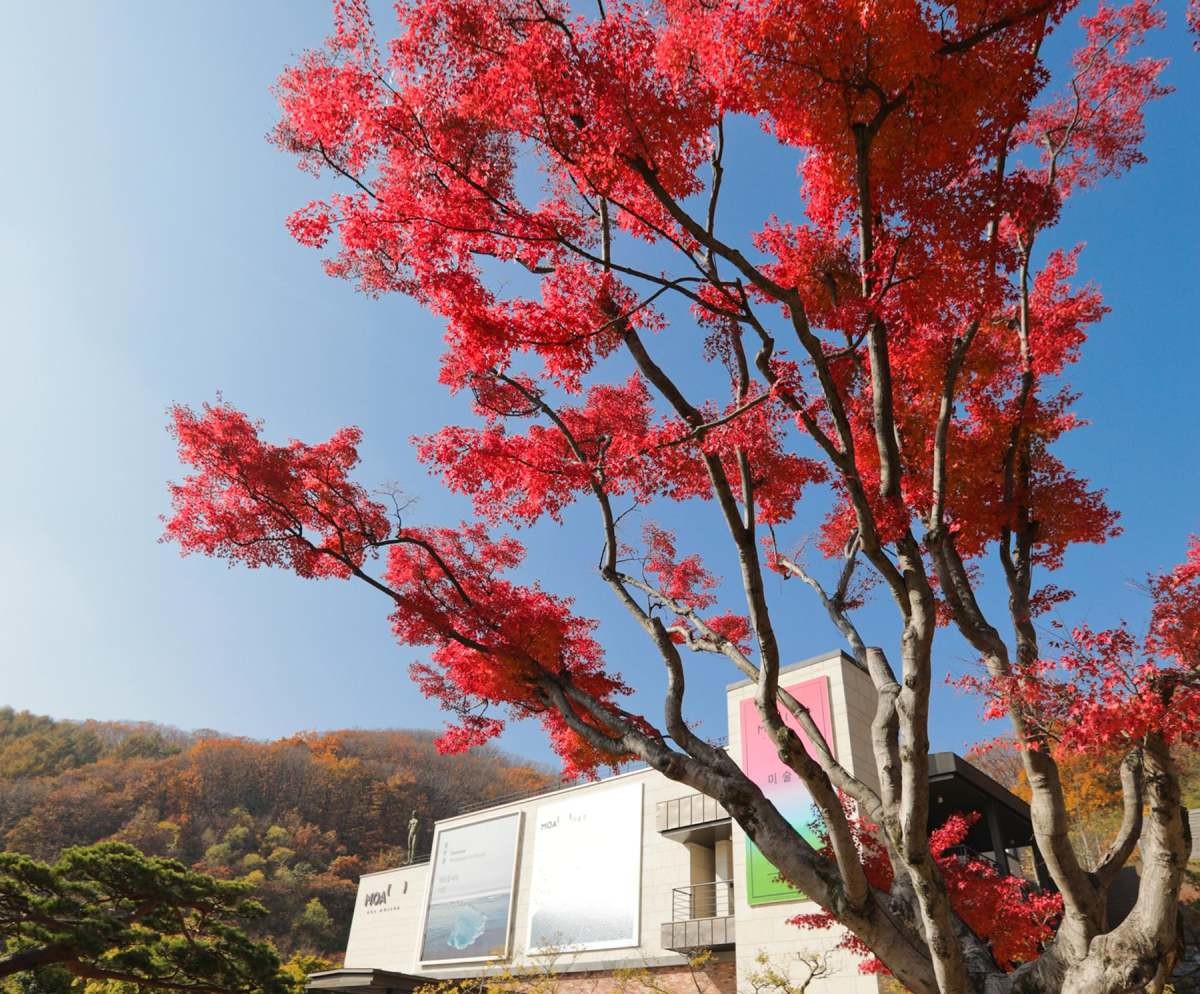 화담숲 '천년 단풍' / 연합뉴스