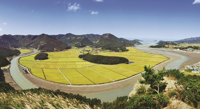 친환경쌀 재배단지(백수구수단지)