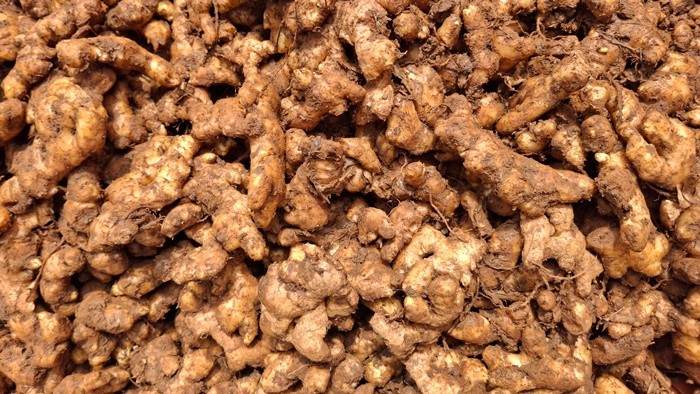 생강 / Pixel Struct Digi Studio-shutterstock.com