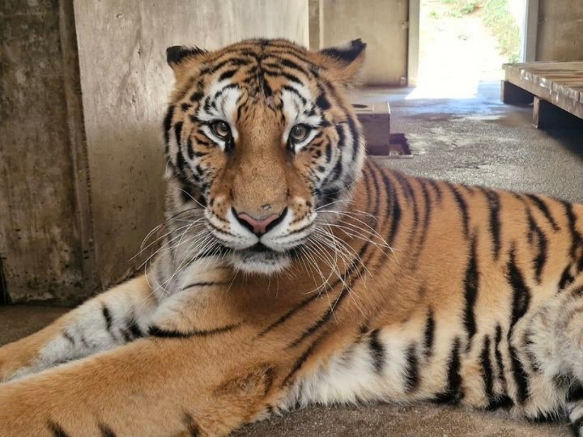 백두산호랑이 '미령' / 한국수목원정원관리원 제공