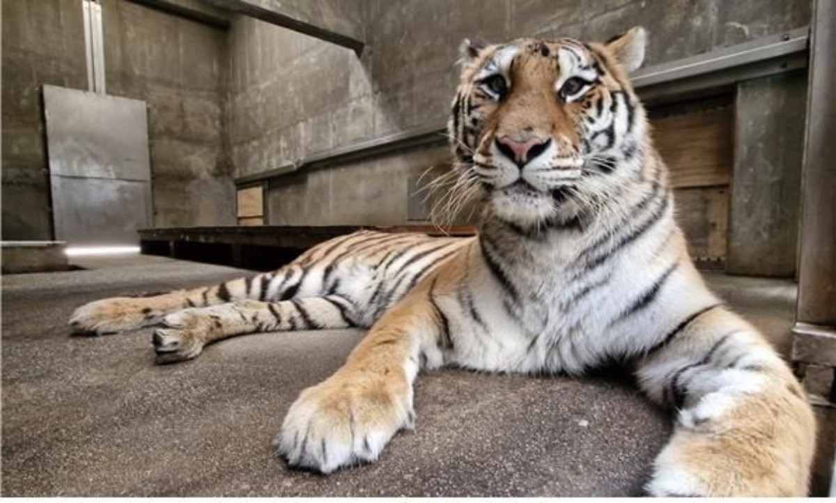 백두산호랑이 '미령' / 한국수목원정원관리원 제공