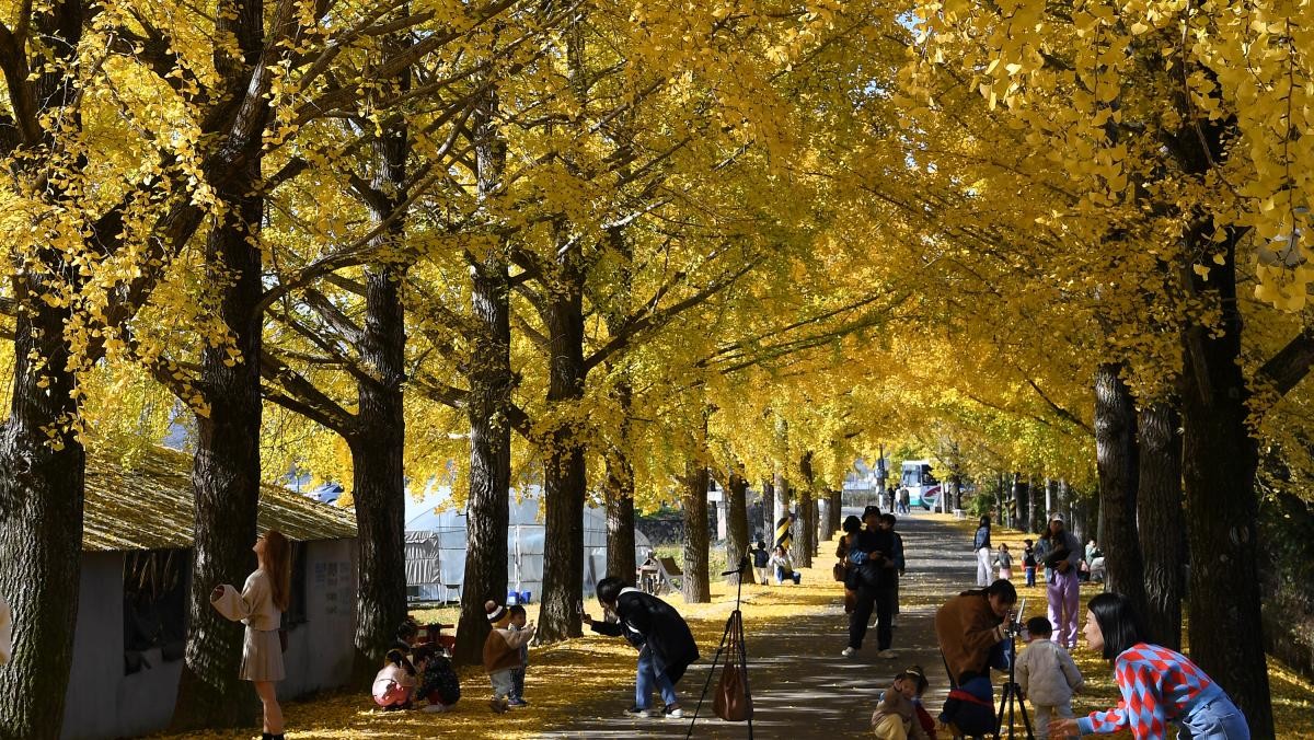 경남 거창군 거창읍 의동마을 은행나무길. / 뉴스1