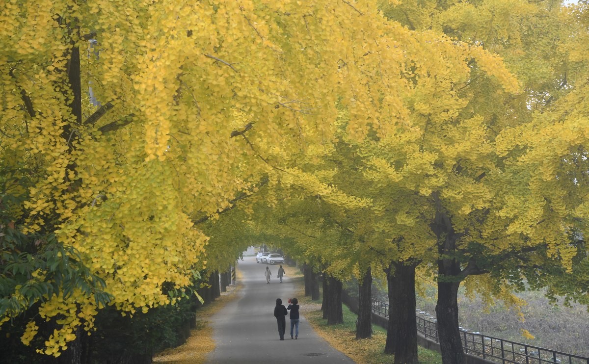 경남 거창군 거창읍 의동마을 은행나무길. / 뉴스1