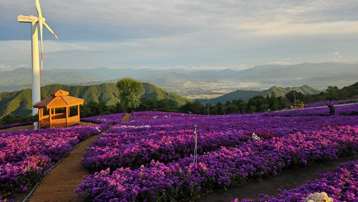 감악산 별바람 언덕에 물든 아스타국화. / Sdhts-shutterstock.com