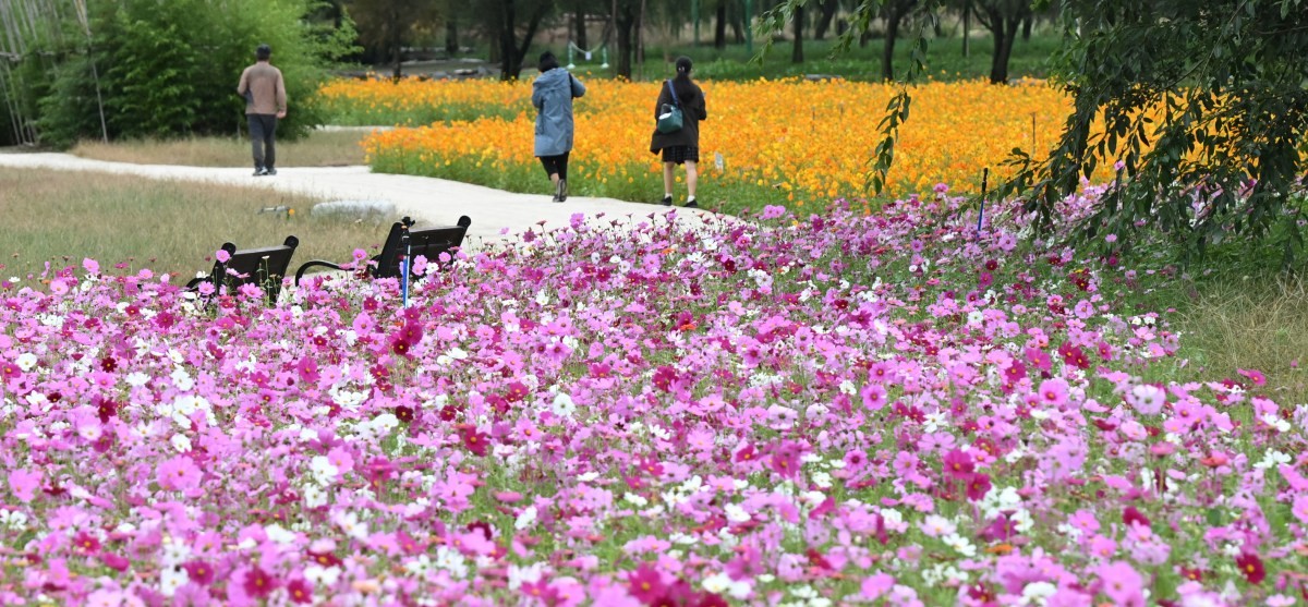 지난달 경남 거창군 남상면 거창창포원 곳곳에 코스모스, 황화 코스모스, 산파챈스 등 가을꽃이 활짝 피어있다. / 뉴스1