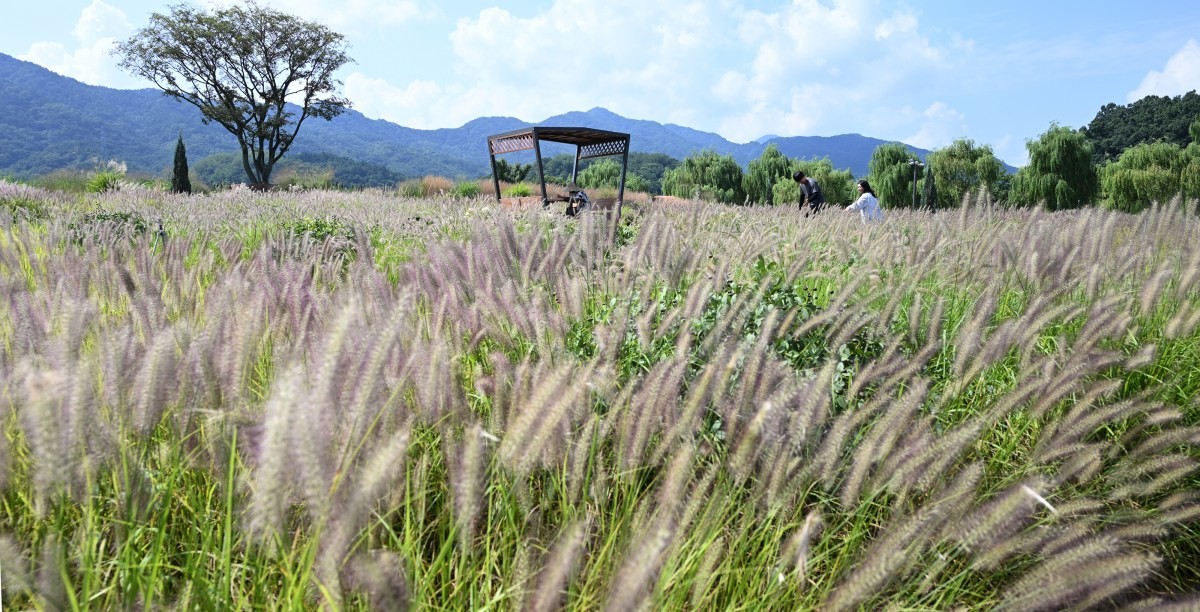 지난 8월 경남 거창군 남상면 거창창포원에 '가을의 전령'으로 불리는 수크령이 피어있다.  / 뉴스1