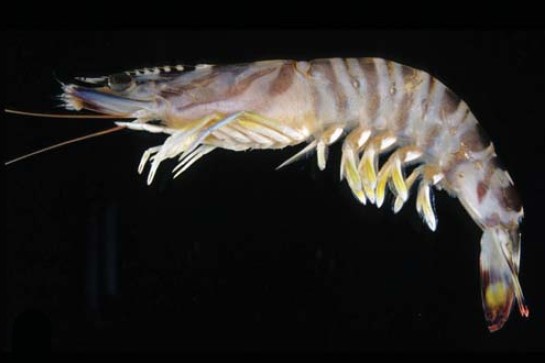 보리새우 자료사진. / 국립생물자원관