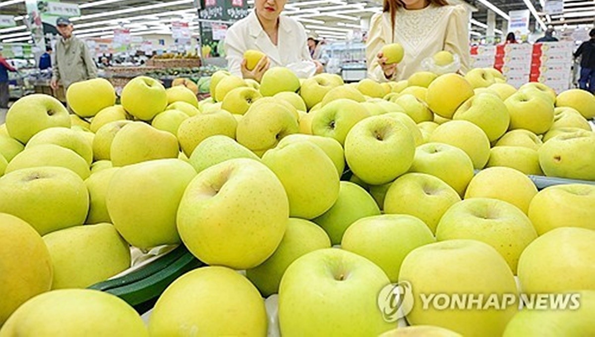 시나노골드 사과 모습. 기사 이해를 돕기 위한 자료 사진 / 연합뉴스