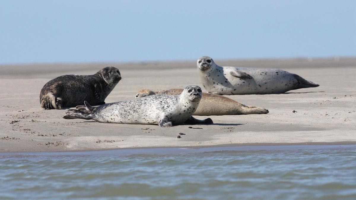 얼룩무늬물범. / 픽사베이