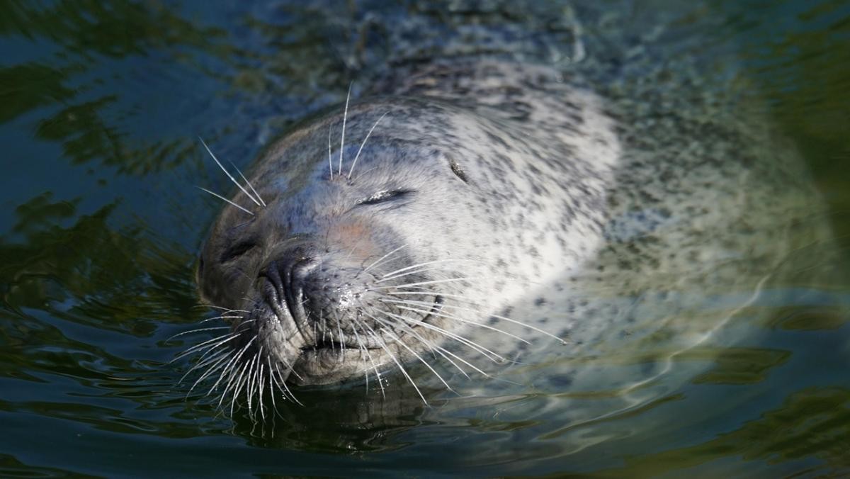 얼룩무늬물범. / 픽사베이
