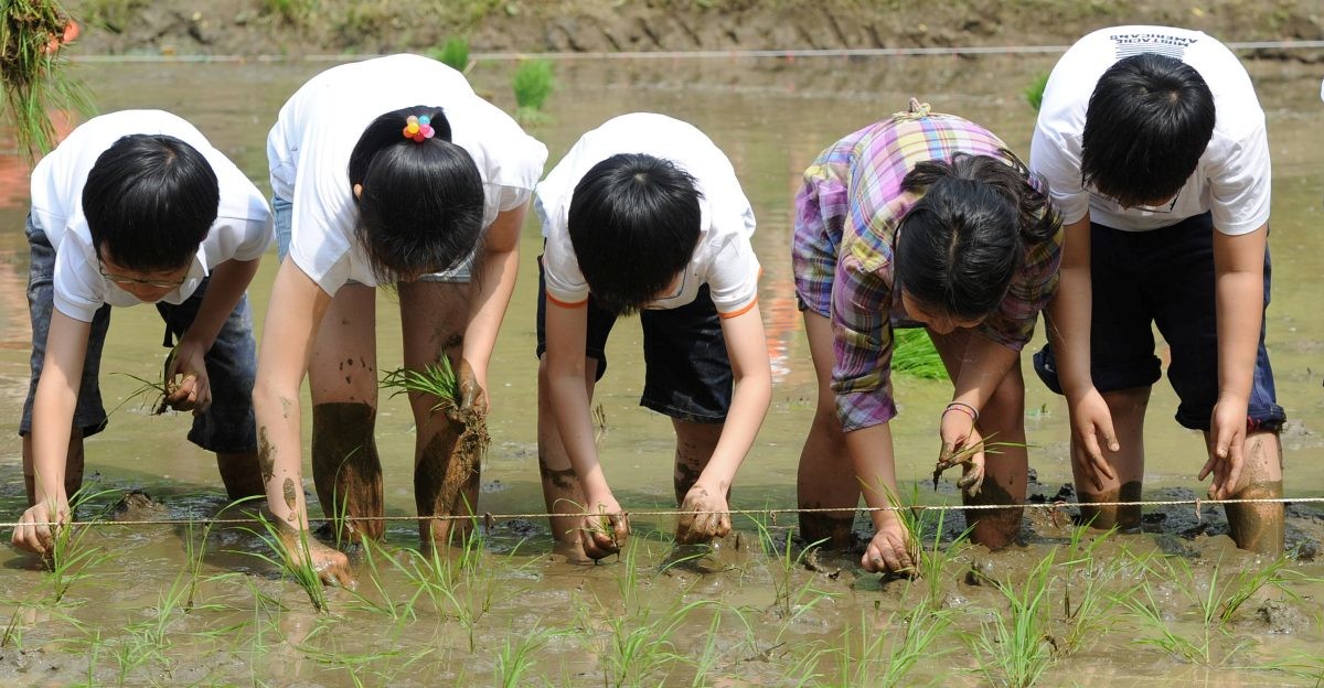 모내기 체험하는 아이들. / 뉴스1