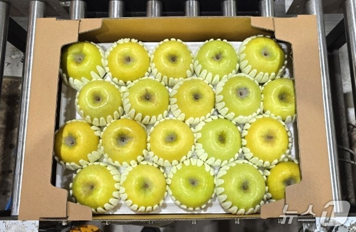 베트남 수출길에 오른 '결초보은 사과' 시나노골드 모습 / 보은군 제공-뉴스1