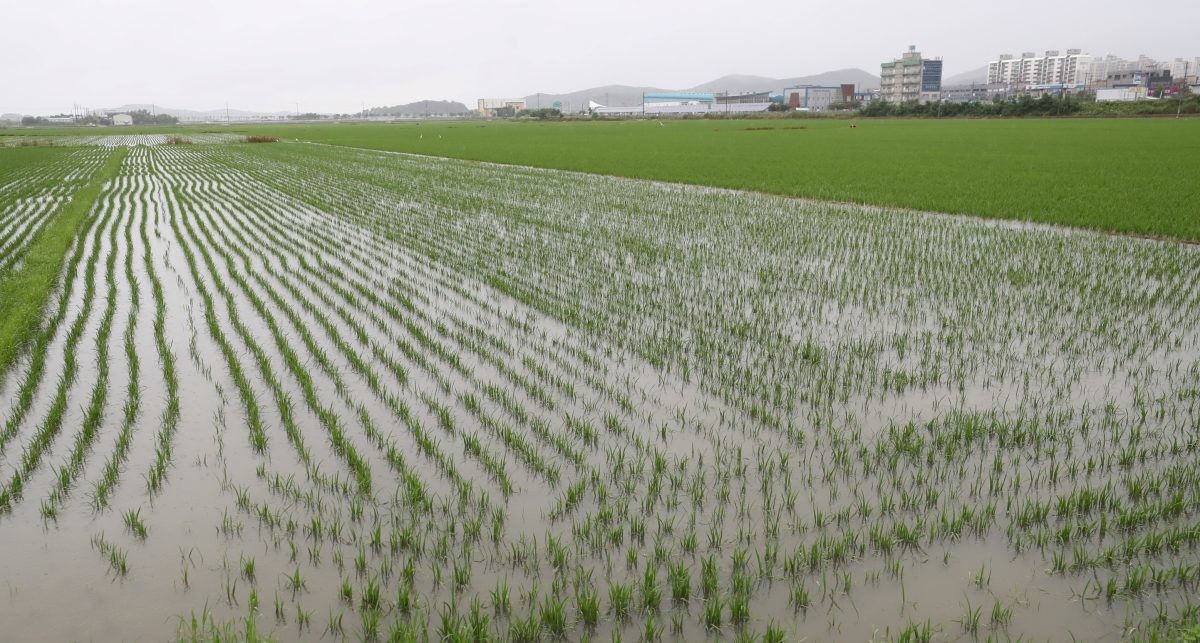 벼 농가. / 뉴스1
