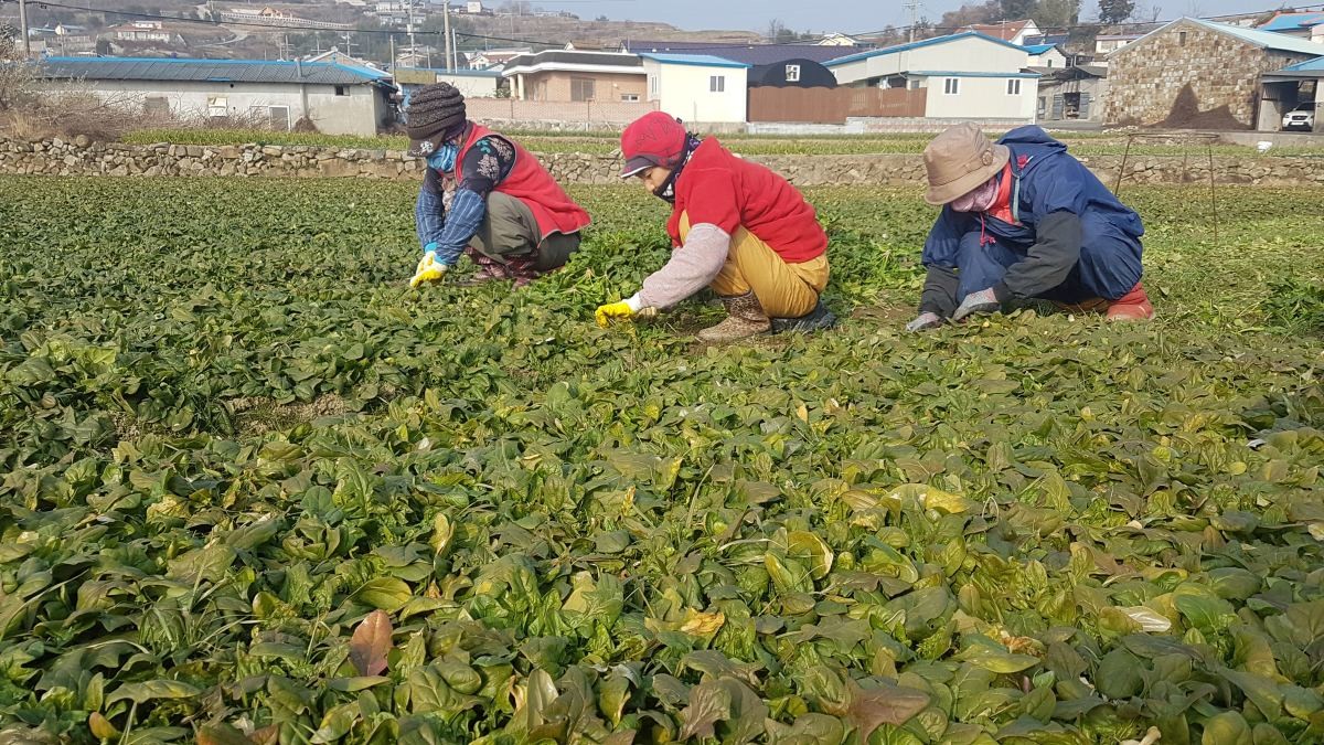 쑥쑥 자라나는 시금치 수확 / 연합뉴스