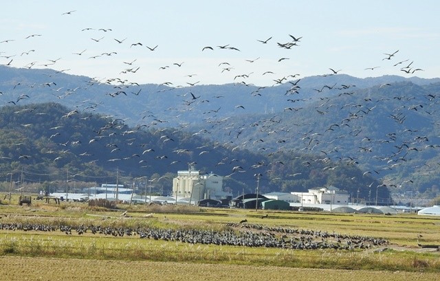 순천만 흑두루미