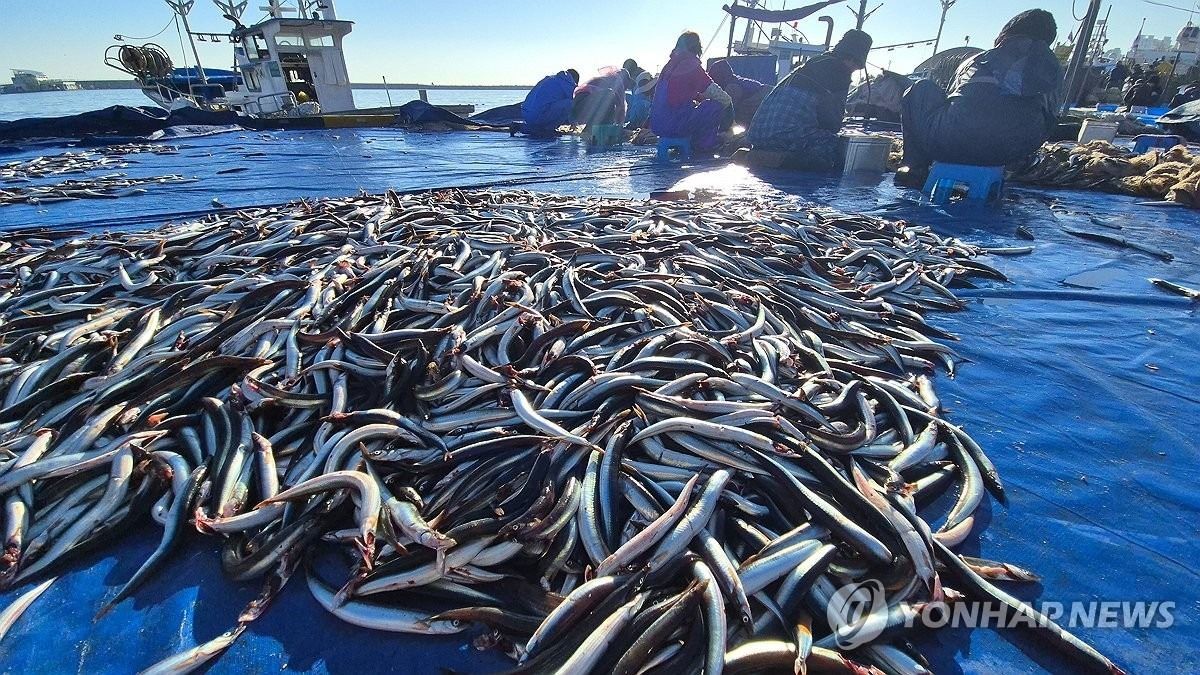 제철 맞은 동해안 양미리. 12일 어민들이 양미리 조업 작업 중인 모습 / 연합뉴스