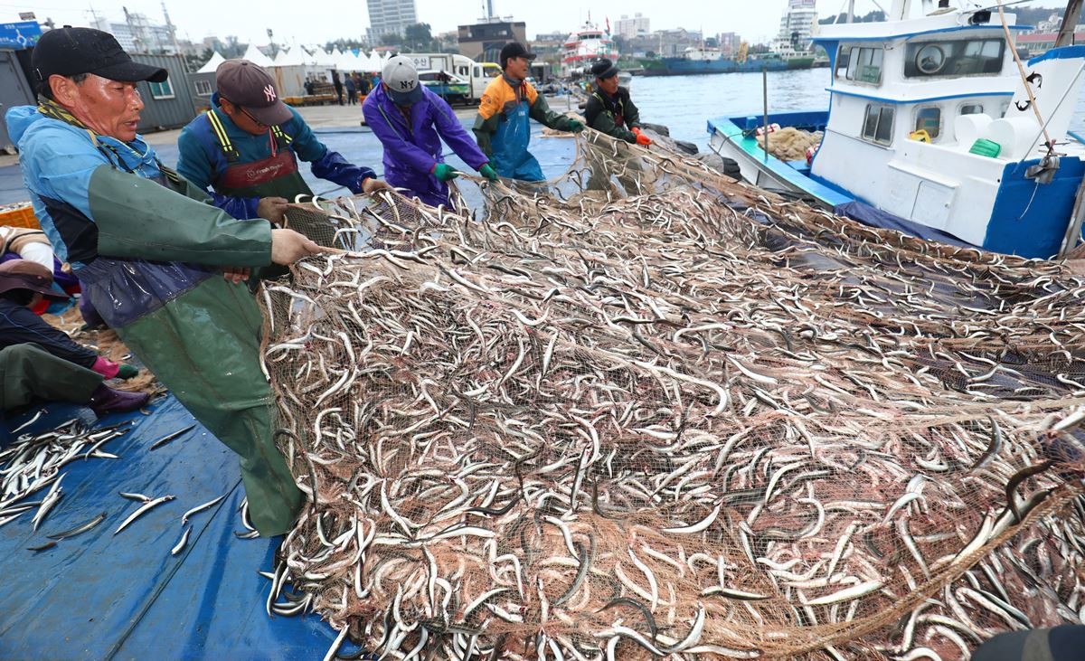 강원도 동해안에서 양미리 조업 중인 어민들 자료 사진 / 뉴스1