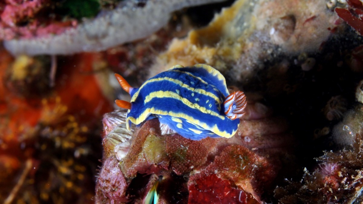 '파랑갯민숭달팽이' 자료사진. / 국립생물자원관