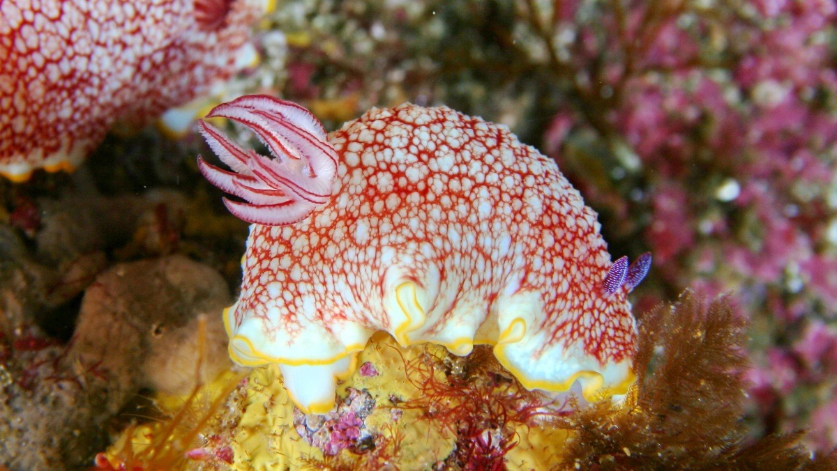 '망사갯민숭달팽이' 자료사진. / 국립생물자원관