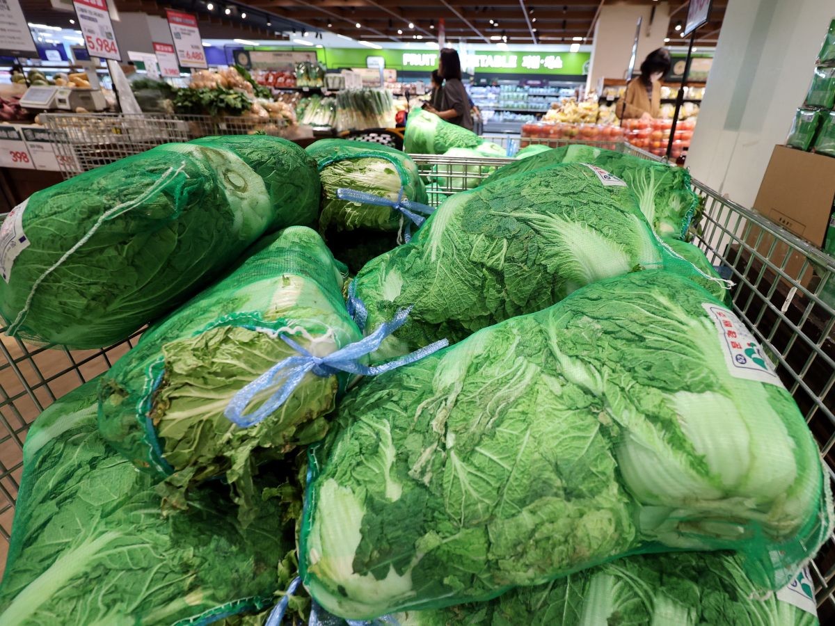 마트의 배추. / 뉴스1