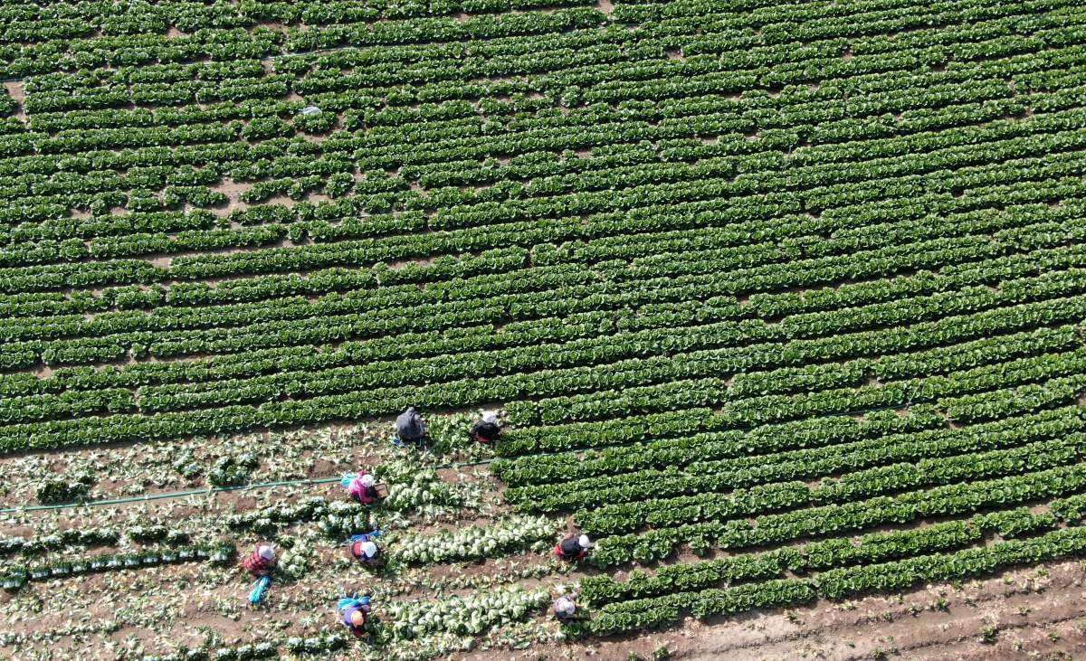 배추농사 결실의 현장. 자료사진. / 거차군 제공-뉴스1