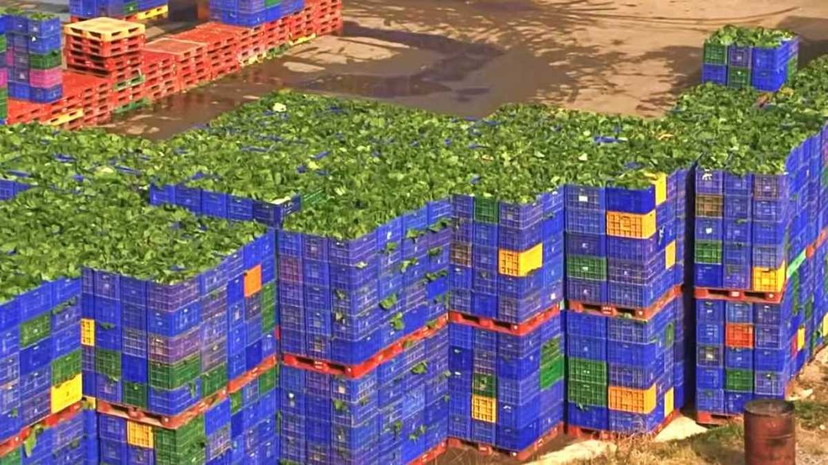 국내 초대형 김치 공장에서의 배추들. 자료사진. / 유튜브 'EBSDocumentary (EBS 다큐)'