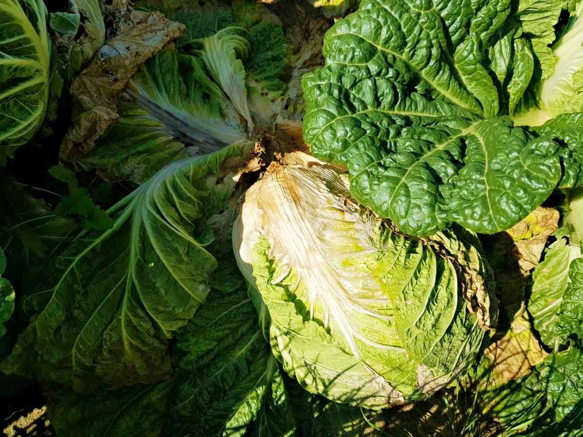 배추 무름병 자료사진. / 뉴스1