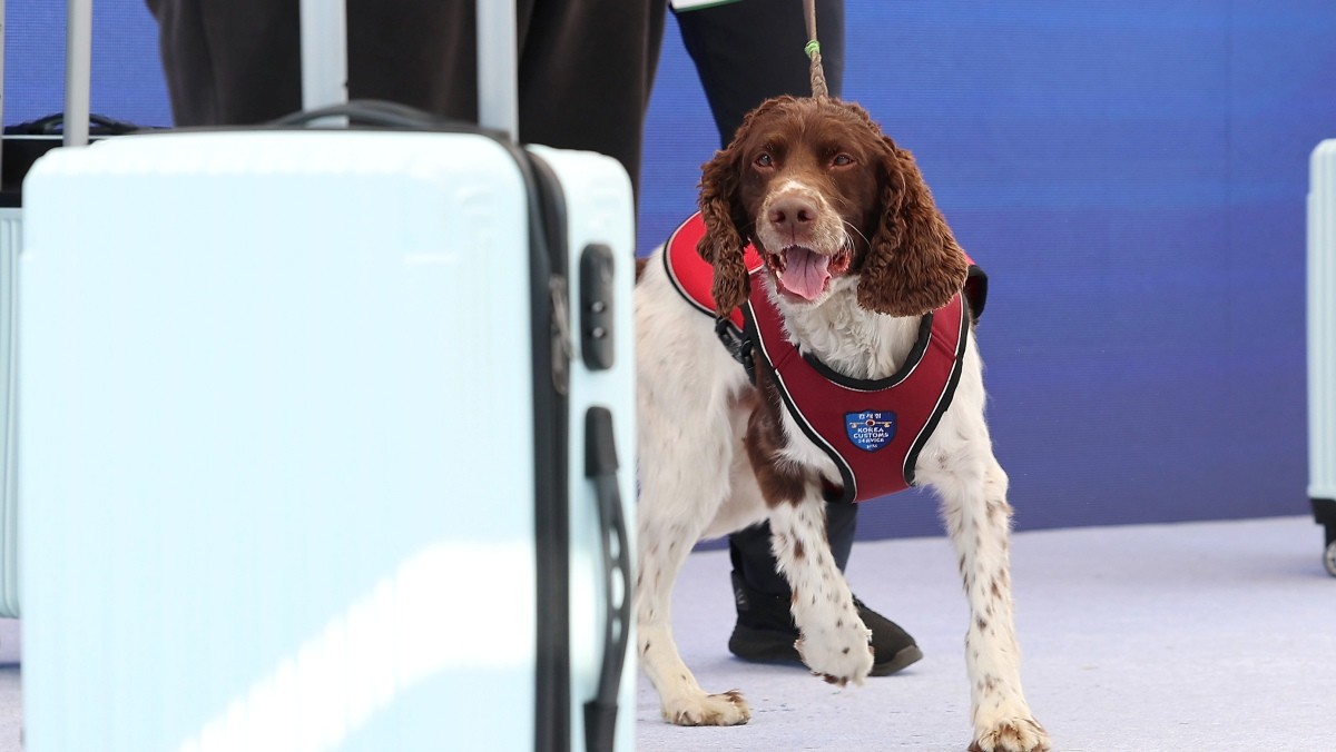 14일 인천 영종도 하늘체육공원에서 열린 관세청장배 탐지견 경진대회에서 탐지견 팬텀이 마약 탐지 시연을 하고 있다. / 연합뉴스