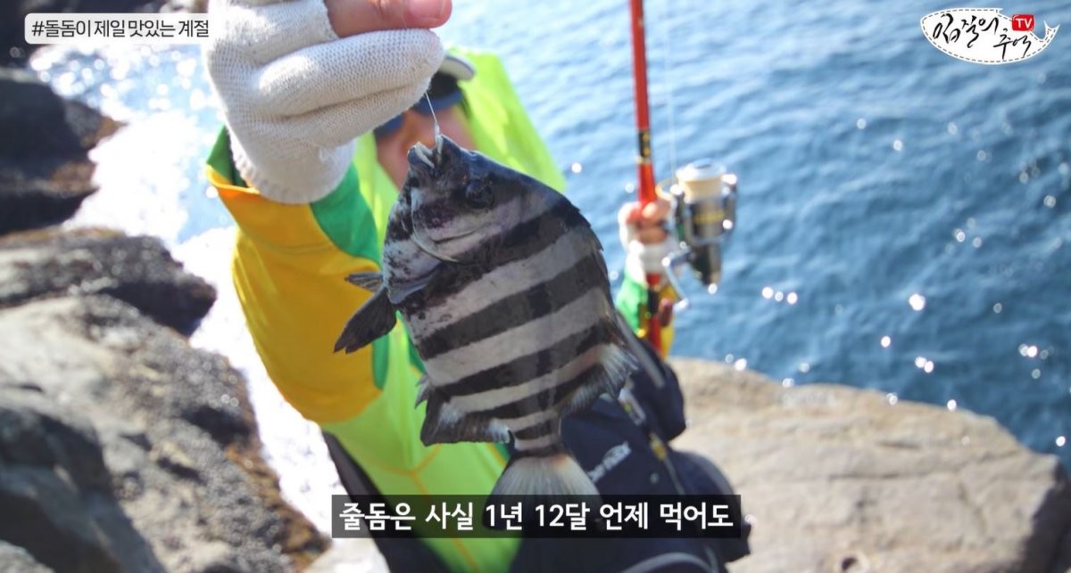 낚시대에 잡힌 돌돔. / 유튜브 '입질의추억TV jiminTV'