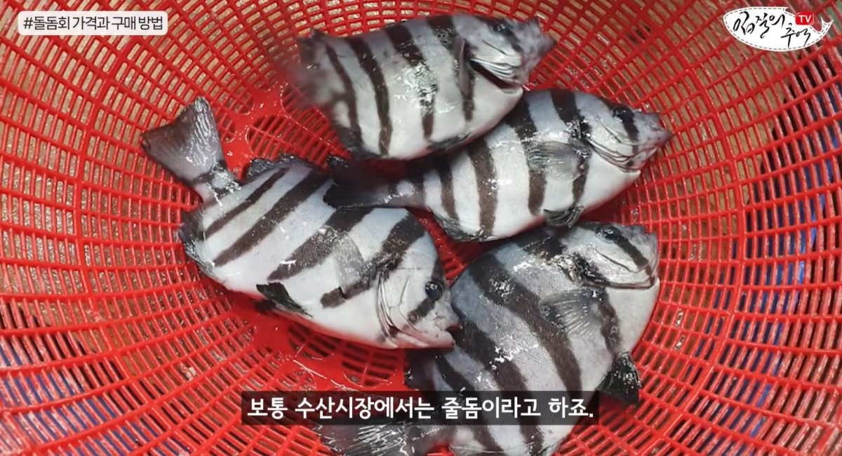 여러 마리의 돌돔들. / 유튜브 '입질의추억TV jiminTV'