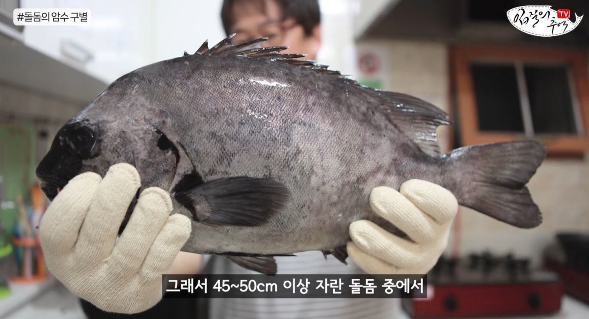 커다란 돌돔. / 유튜브 '입질의추억TV jiminTV'