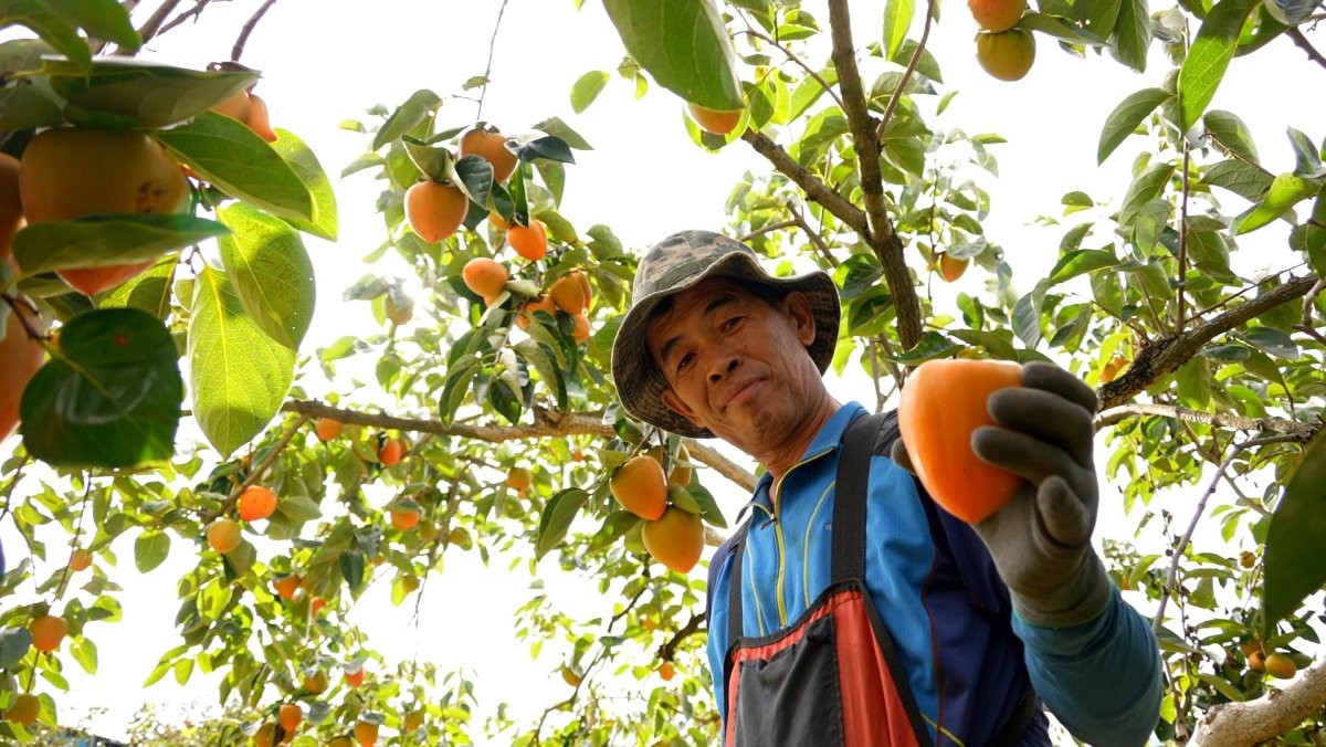 EBS1 '한국기행' 미리보기 페이지에서 제공하는 '하동 고향집 풍경' 편 자료 사진. / EBS1 제공