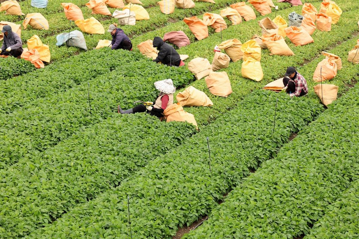 제주시 애월읍의 한 밭에서 농민들이 취나물을 수확하고 있다. 기사 이해를 돕기 위한 자료 사진 / 연합뉴스