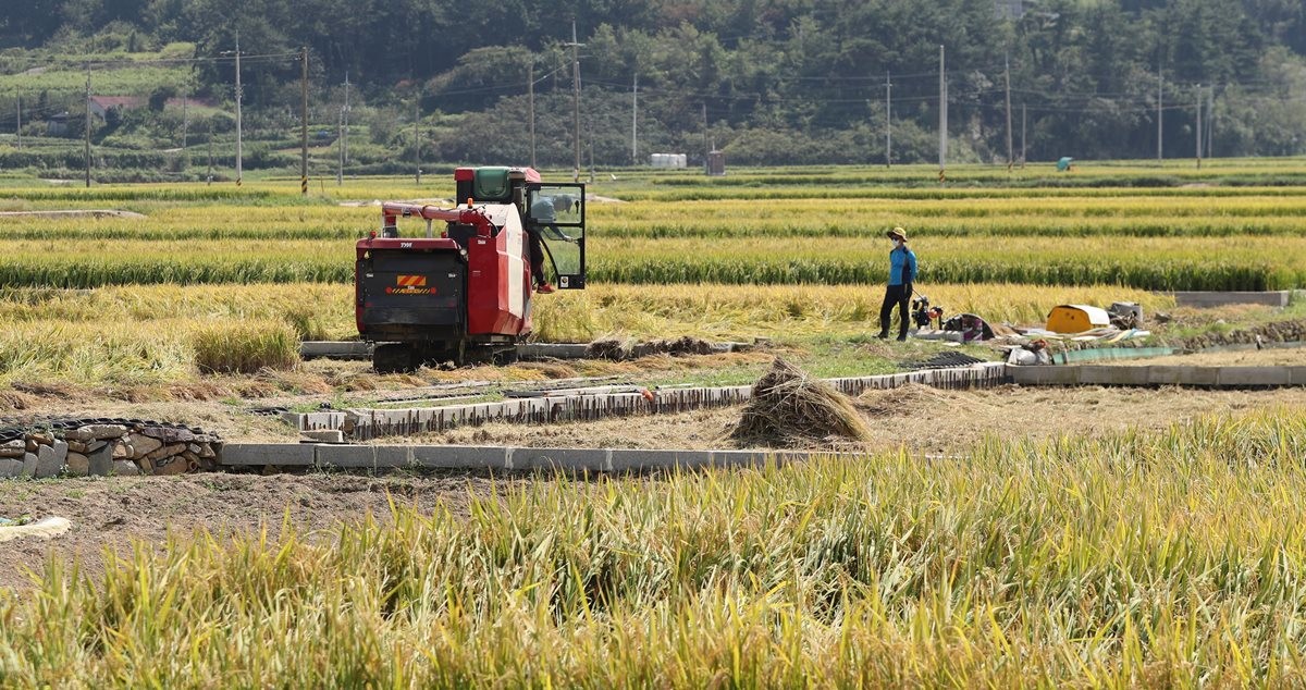 경남 남해군 고현면에서 농민들이 벼를 수확하고 있는 모습 / 뉴스1