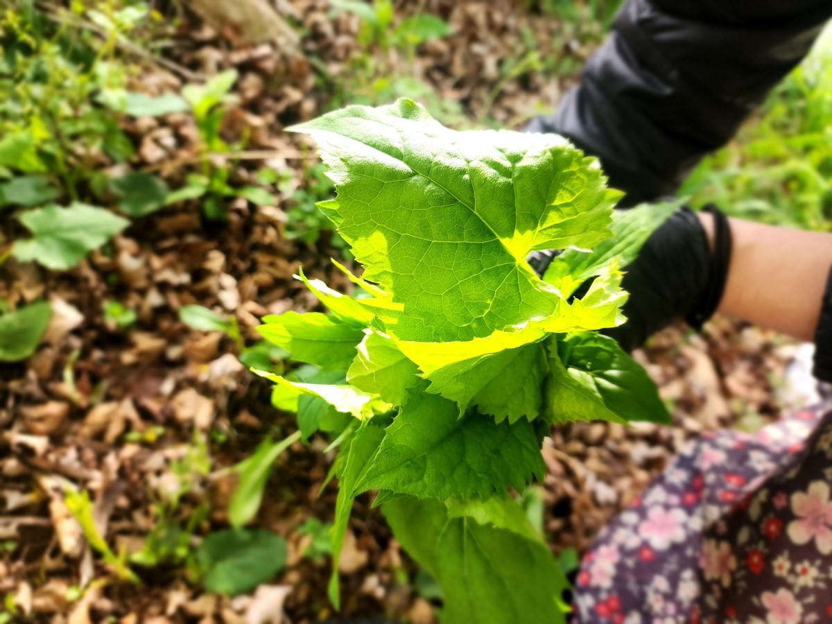 취나물 모습. 기사 이해를 돕기 위한 자료 사진 / 연합뉴스