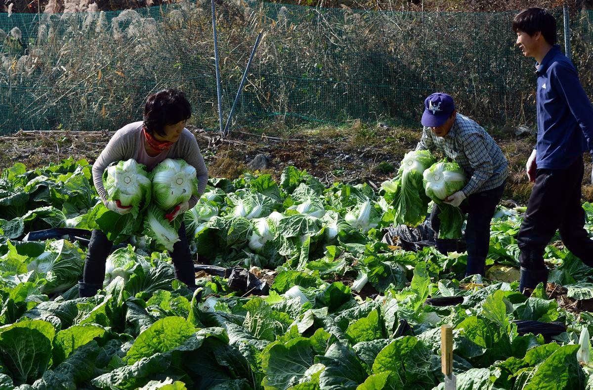 배추 수확 중인 농민들 자료 사진 / 뉴스1