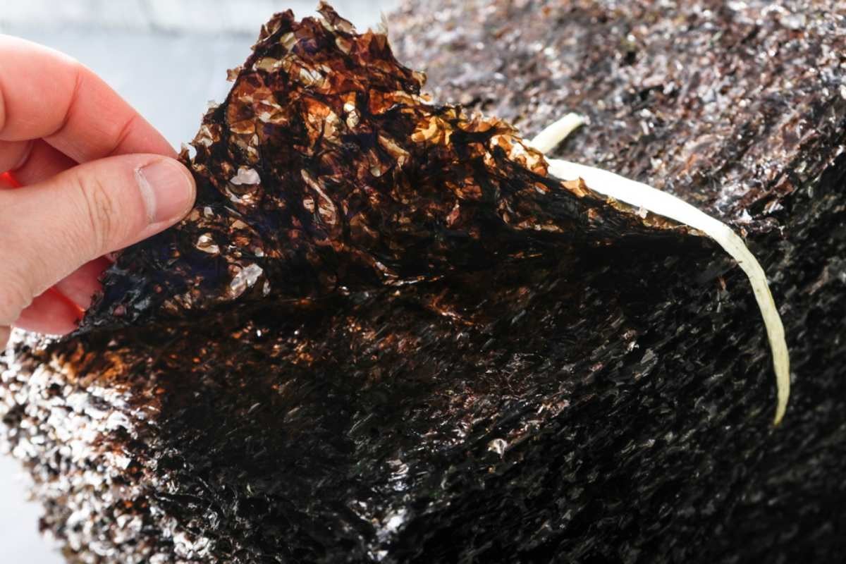 김 자료사진 / DancingFire-shuttertock.com