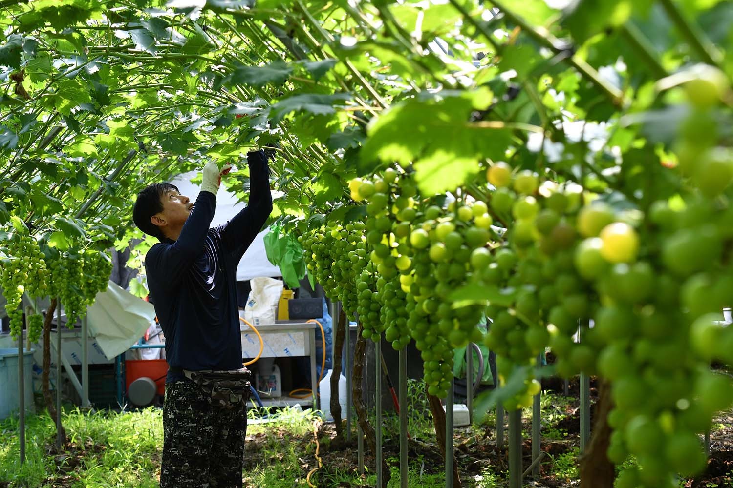 샤인머스캣 수확 모습. / 뉴스1