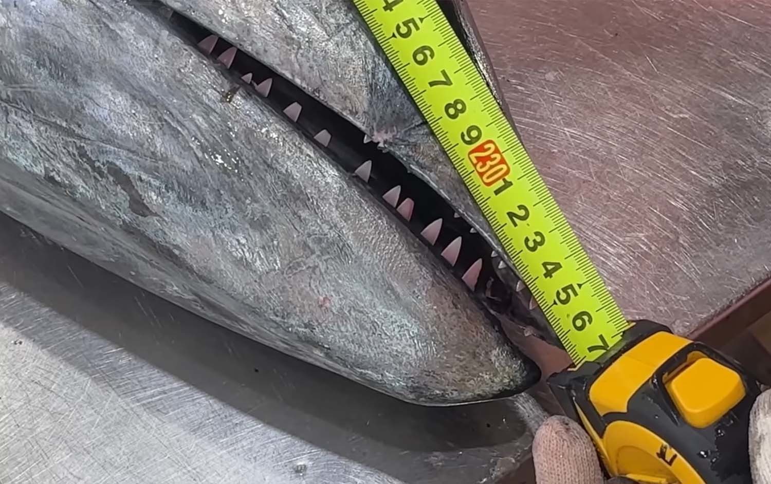 재방어 / '일타쿠마' 유튜브