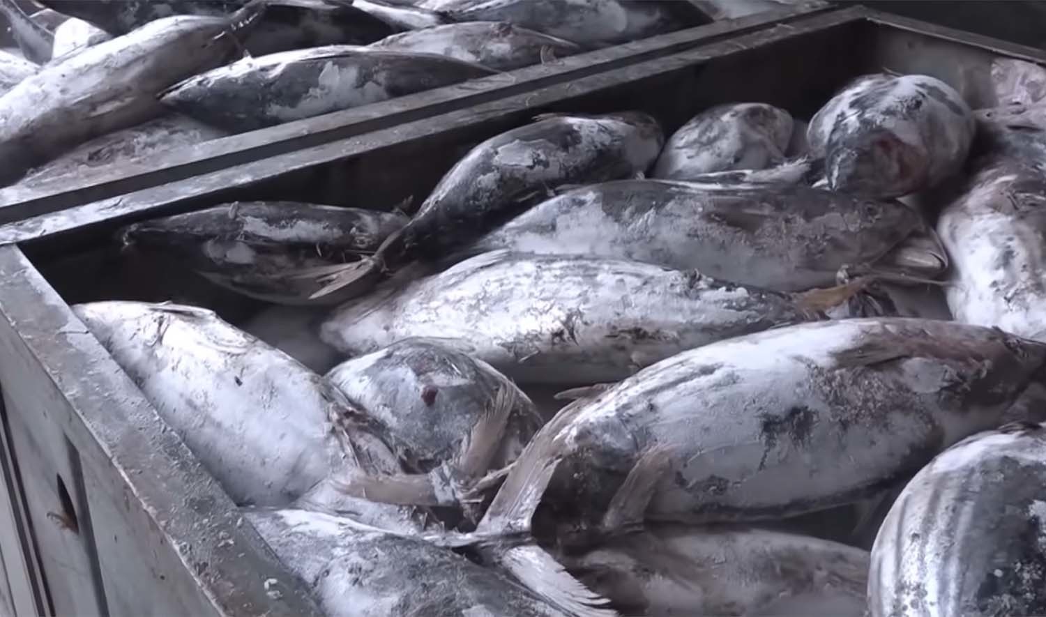 참치캔 원료인 가다랑어. / EBS