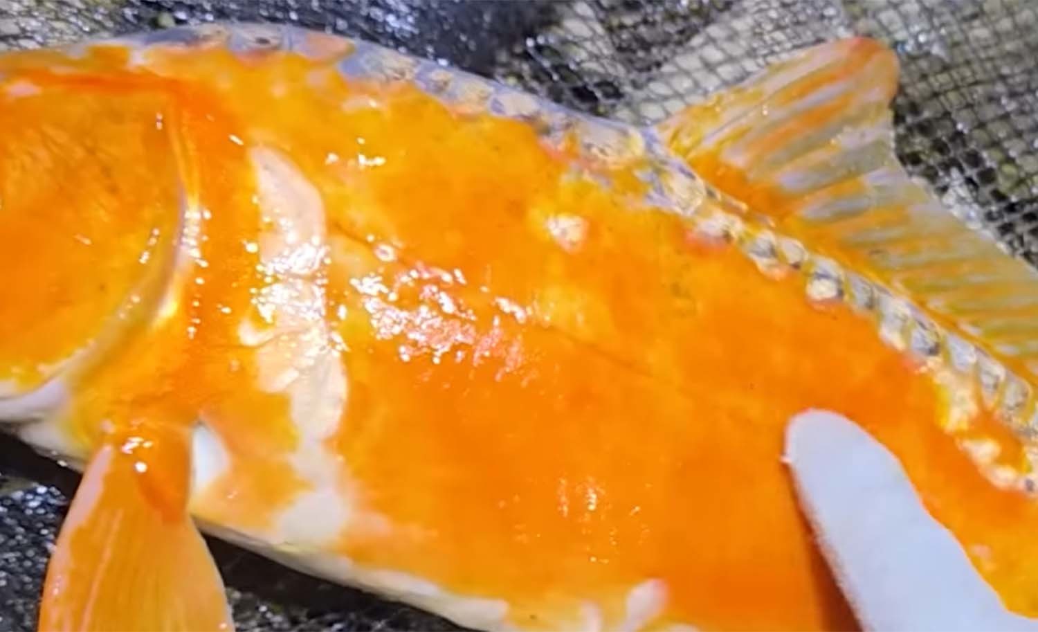 황금향어 / '헌터퐝' 유튜브