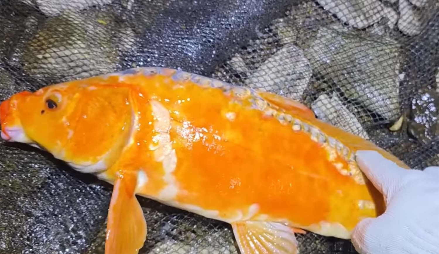 황금향어 / '헌터퐝' 유튜브