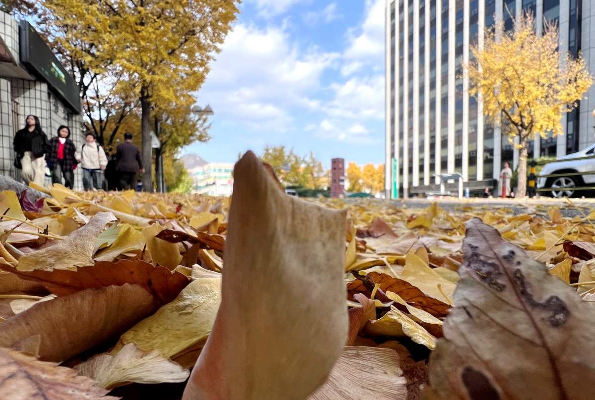 낙엽 내려 앉은 가을 / 연합뉴스
